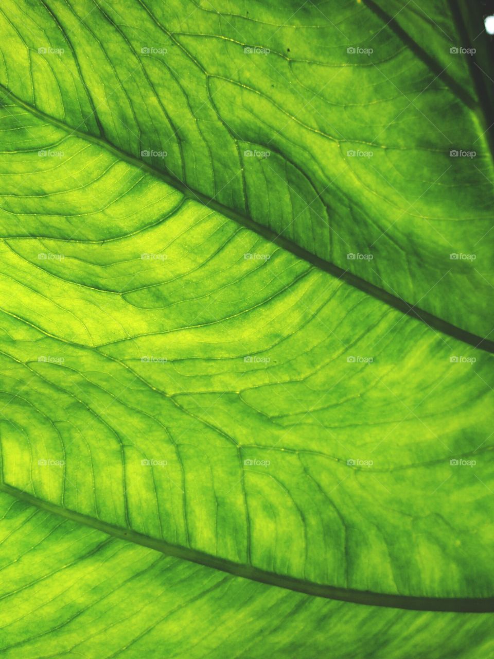 veins of leaf