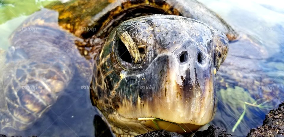 Turtle, Nature, Shell, Reptile, Tortoise