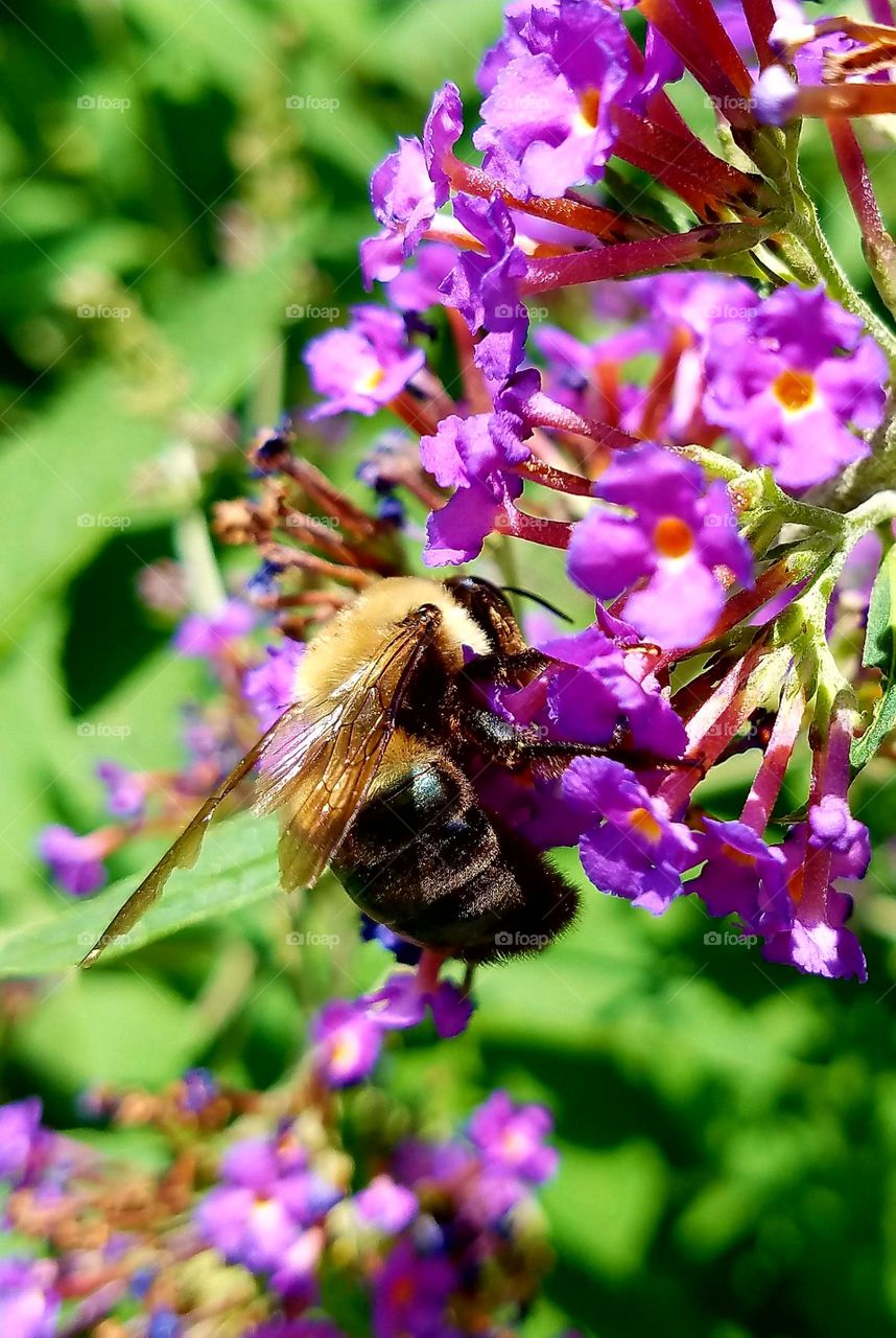 Bumblebee gathering pollen from purple blooms.