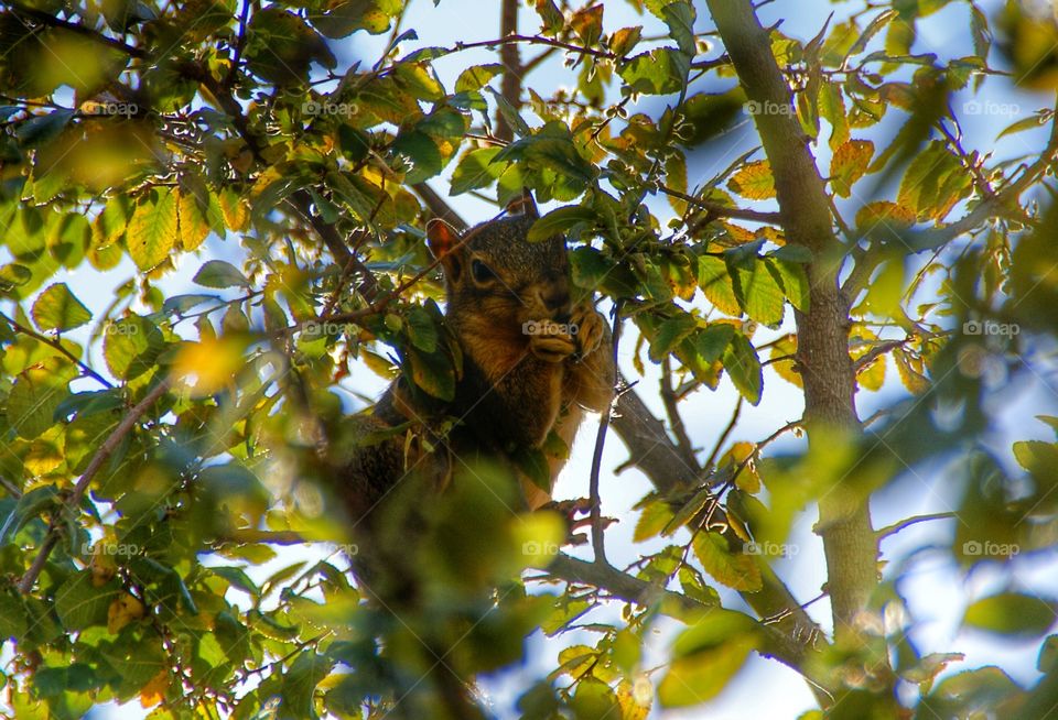 Squirrel eating on branch