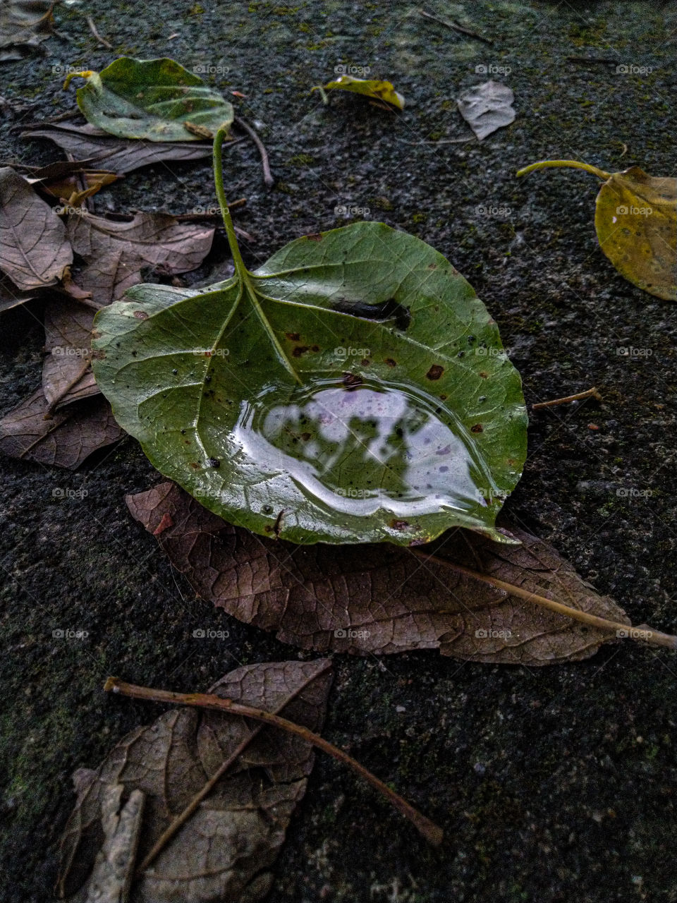 Leaf with reflection in water