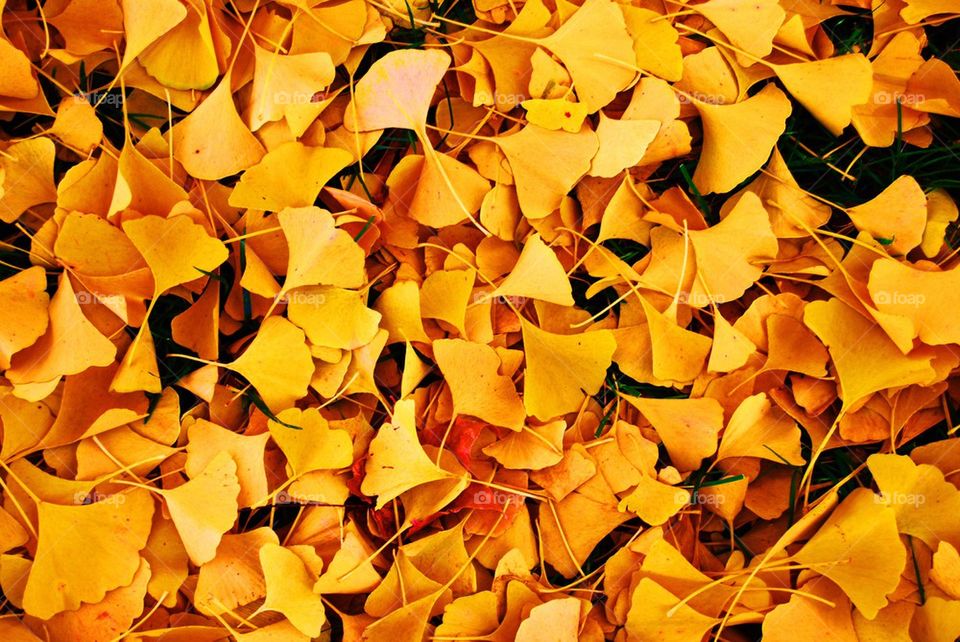 Ginkgo