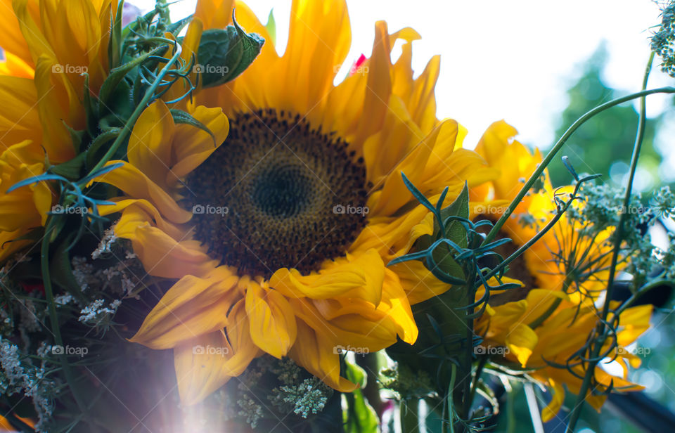 Close-up Sunflowers blooming in field background beautiful bouquet conceptual wellness, self care and tranquility nature photography with light leak 