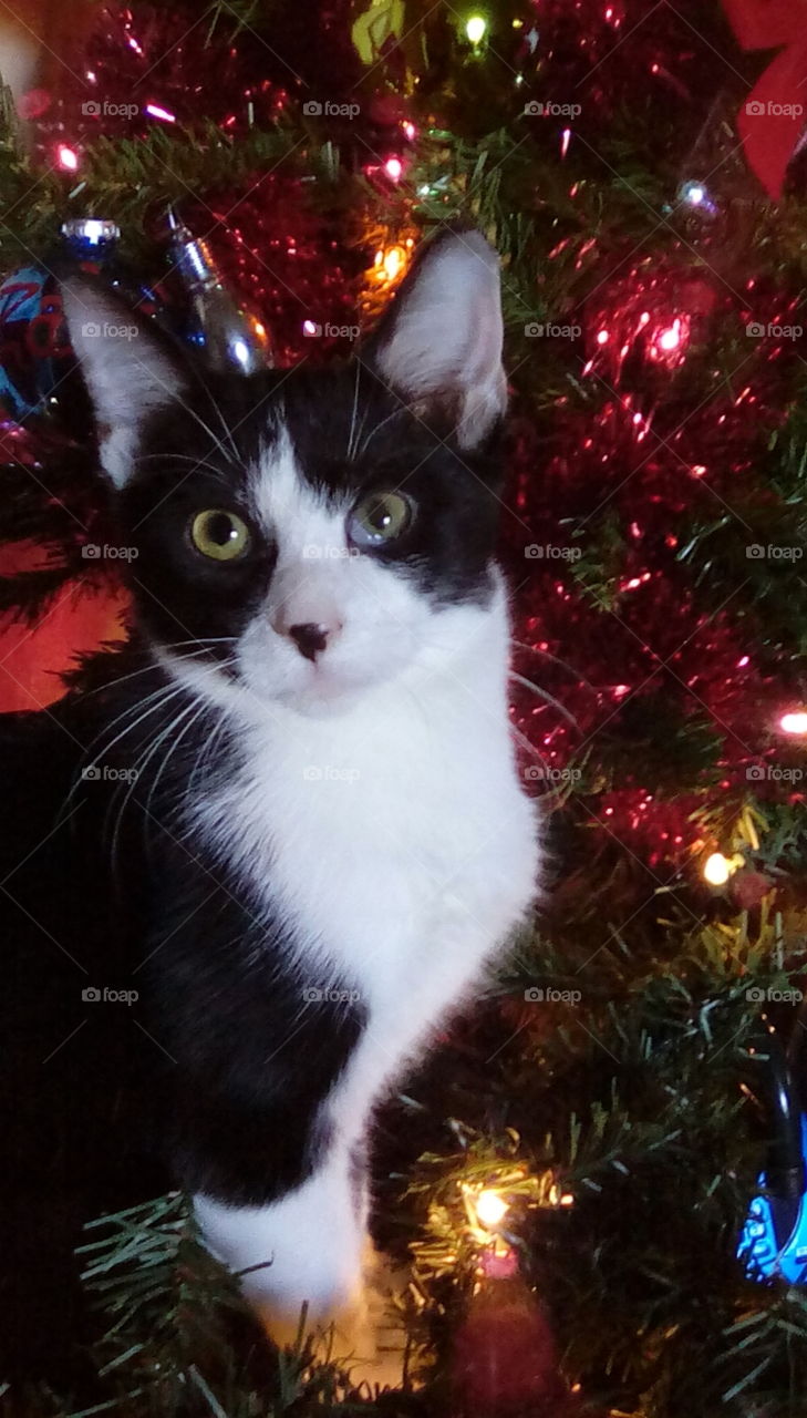 Merry Cat