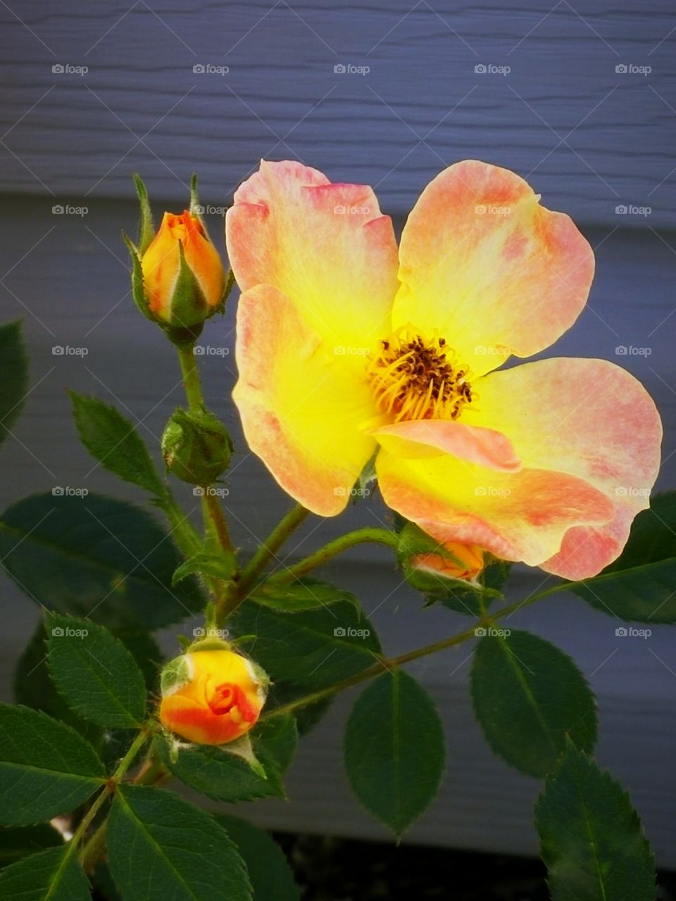 Texture of Rose Buds & Blooms