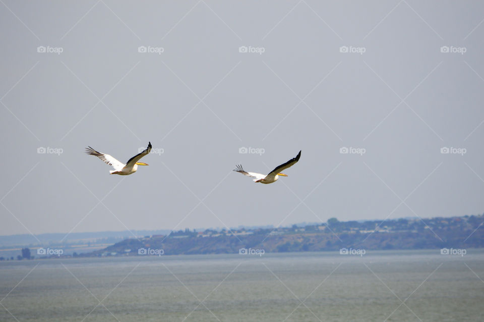 Pelicans fly in the sky above the Akkerman fortress in the city of Belgorod-Dniester, Ukraine