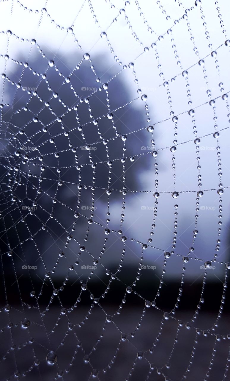 Spiderweb in the morning fog