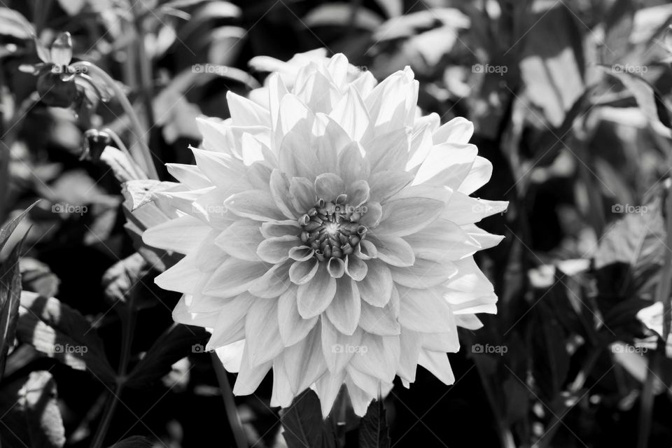 Closeup of beautiful dahlia flower in the garden outdoors shot in black and white 