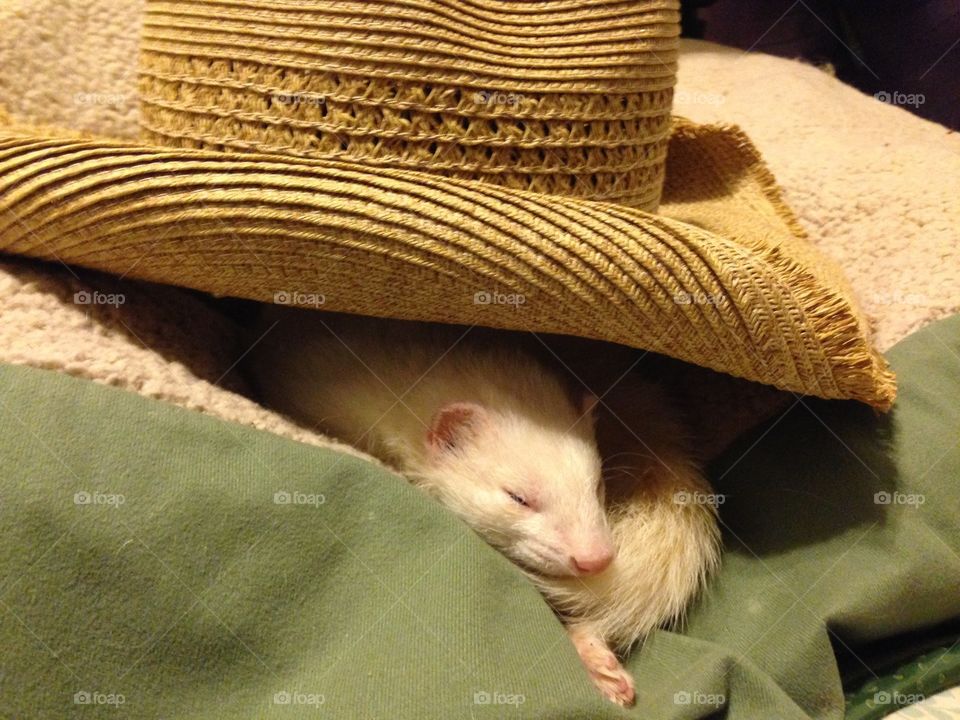 KikiCoco the Ferret sleeps