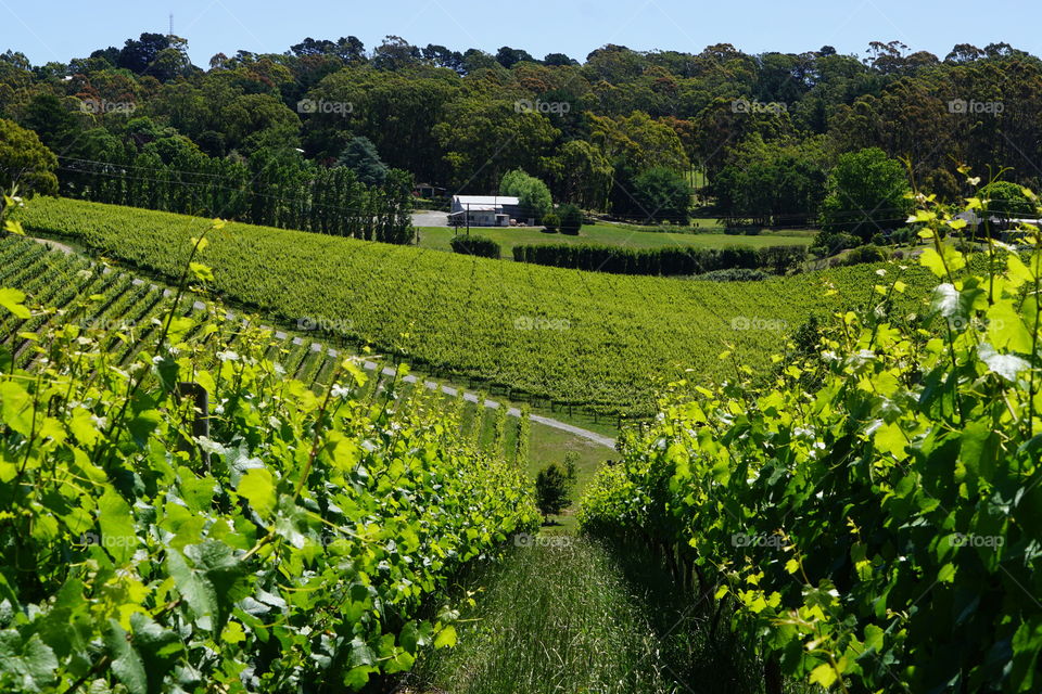 View of vineyard in Adelaide