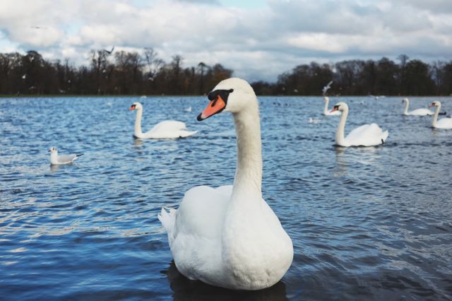 Swan