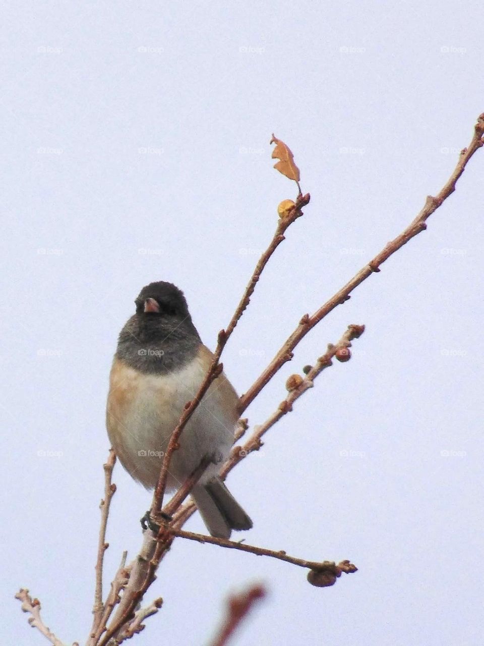 Junco bird