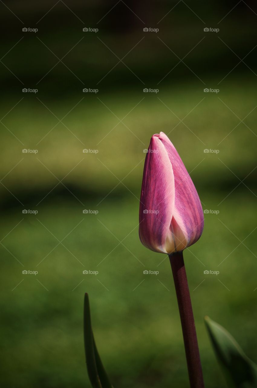 Tulip