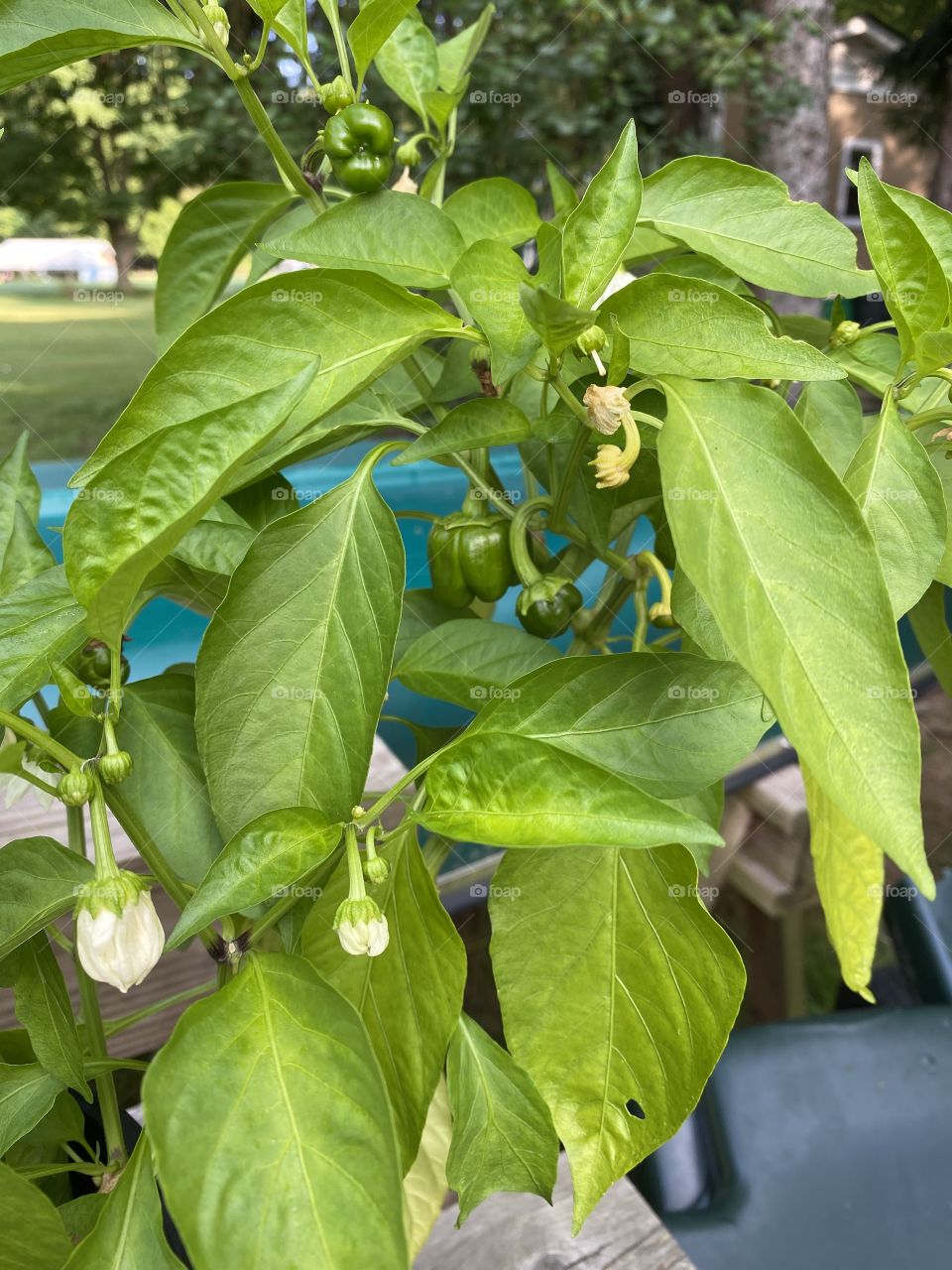Pepper plant 