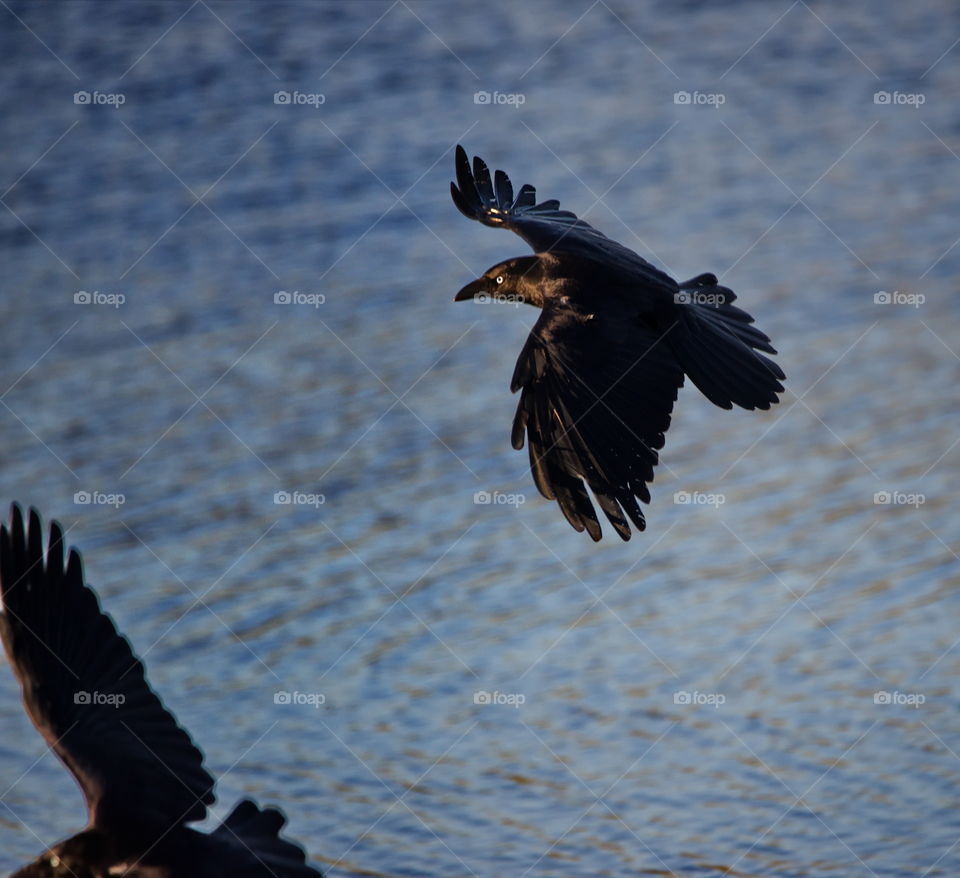 Australian Raven in flight at dusk