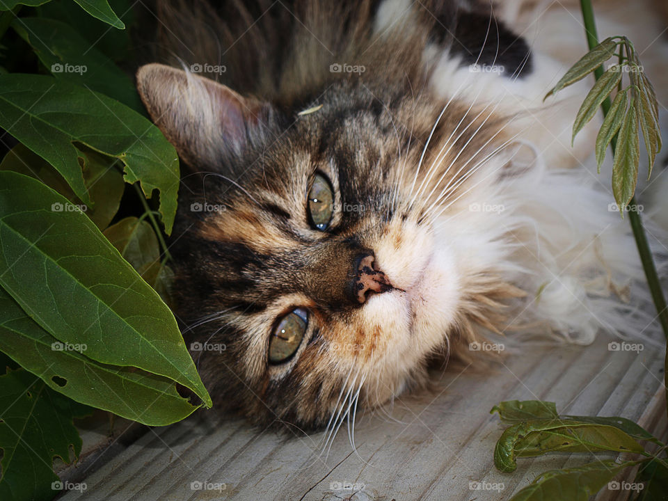 Close-up of cat lying on wood