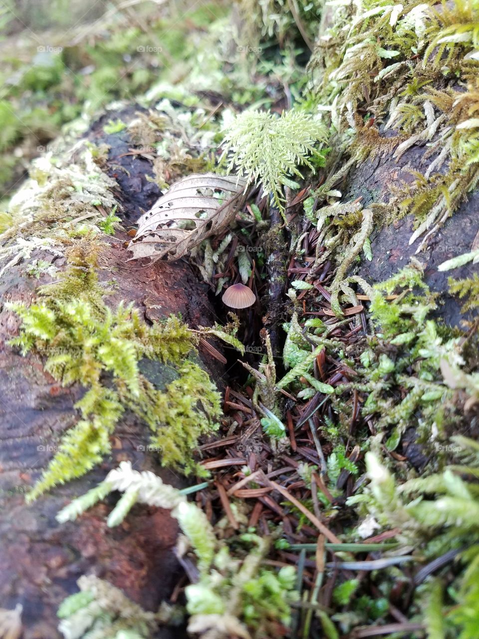 hidden shroom