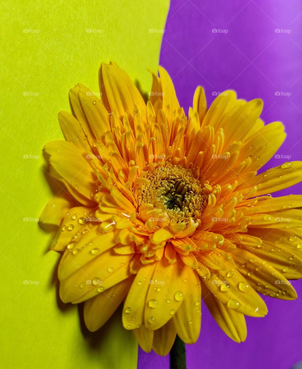 yellow and purple