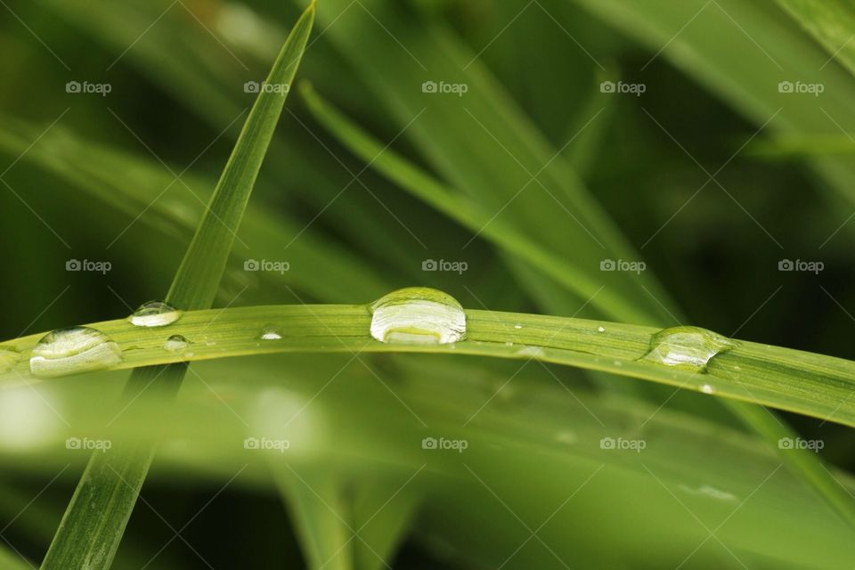 Raindrops on grass