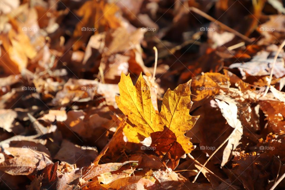 Yellow leaf on the ground in autumn 