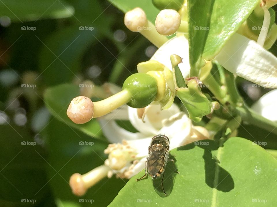 Bee on an orange tree blossom stamen in foreground