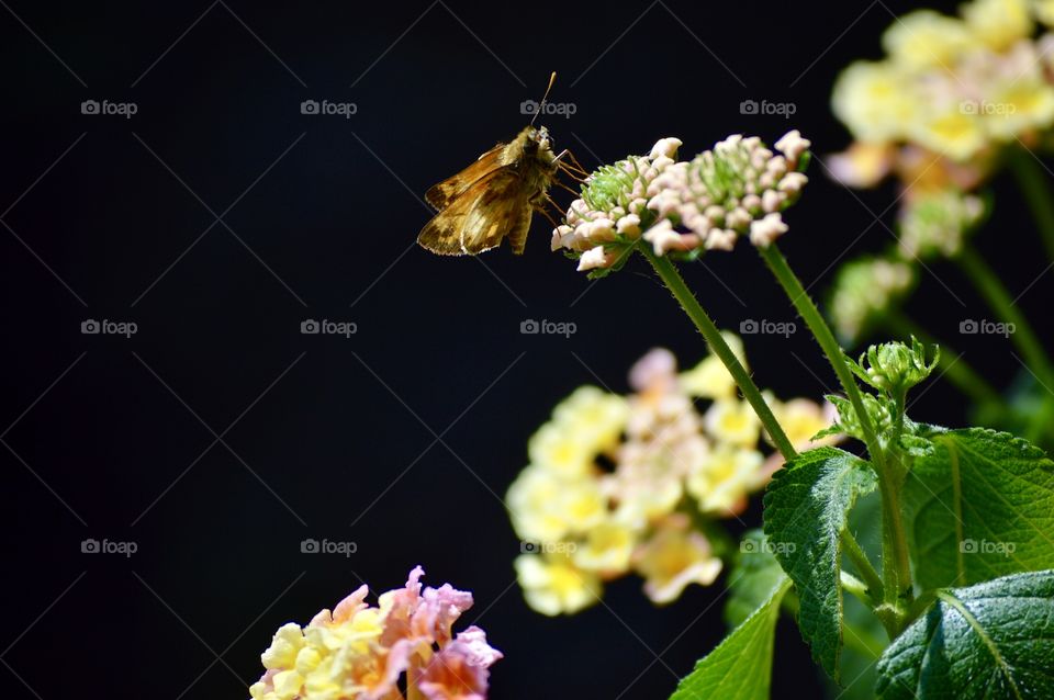 Brown Moth on Yellow Lantana