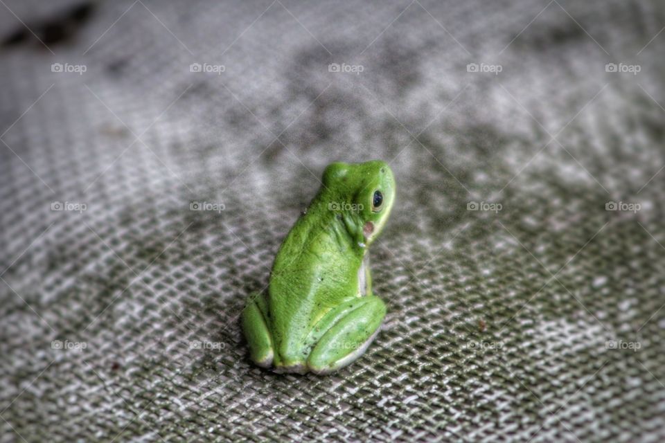 Green Frog.Closeup