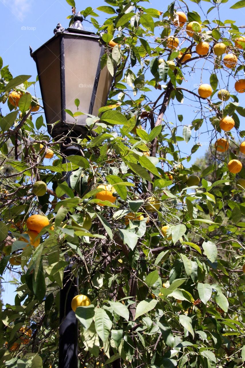 Greek oranges