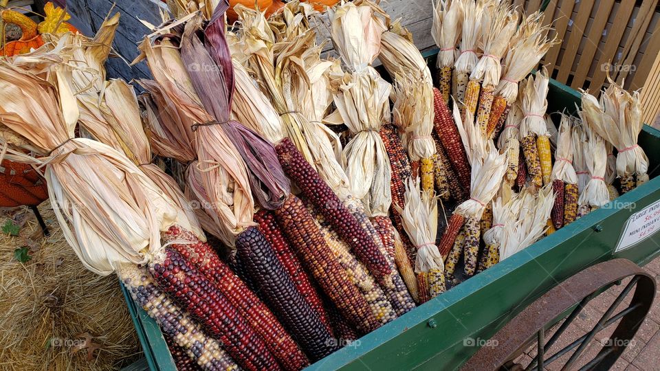 Indian corn