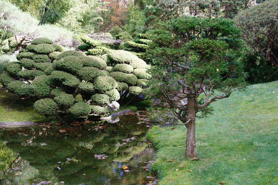 Japanese garden 