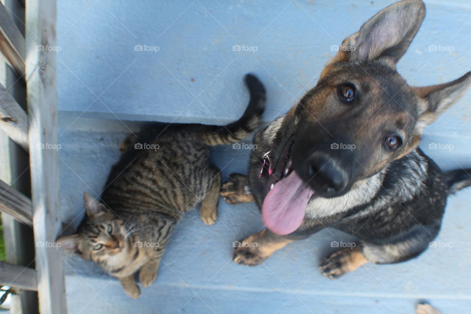 German Shepherd and cat hanging out