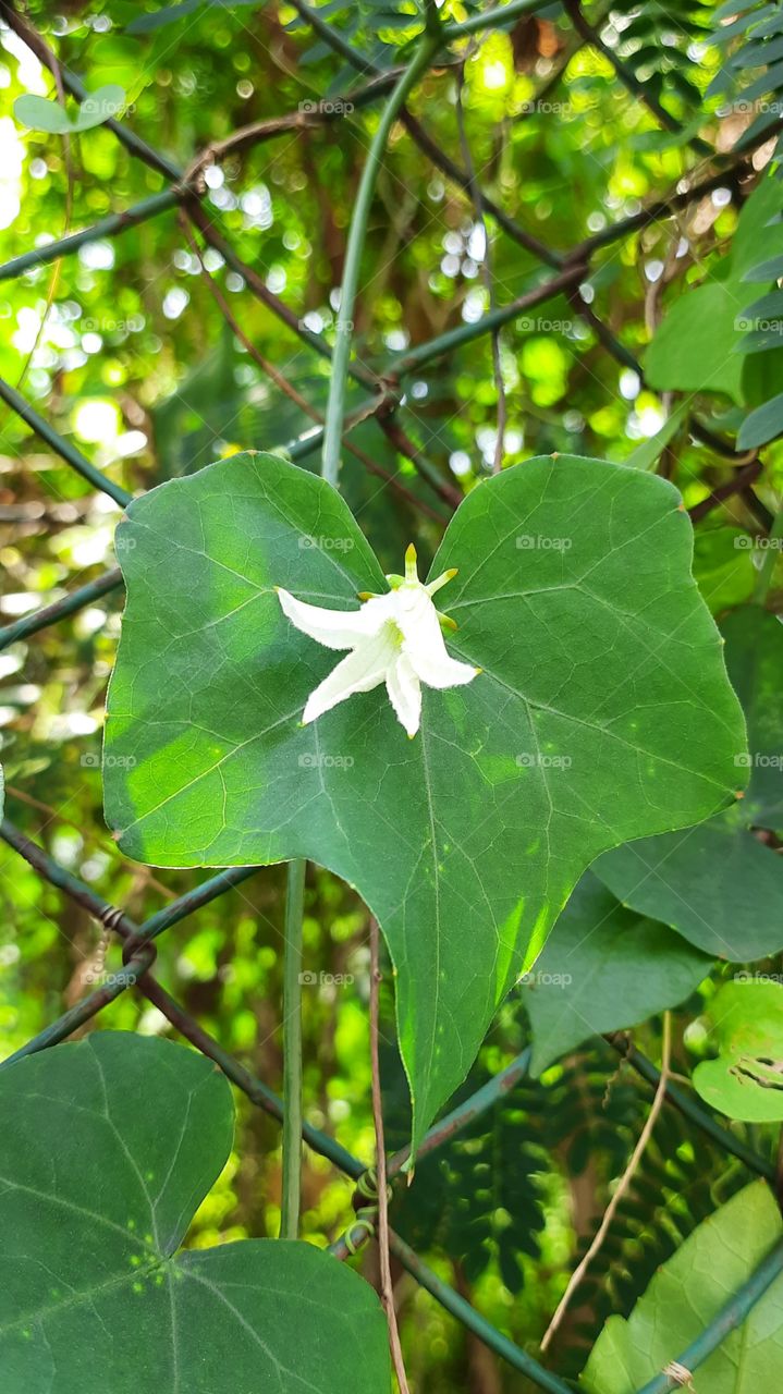 Portrait of Plant, Beautiful Flower, Natural picture