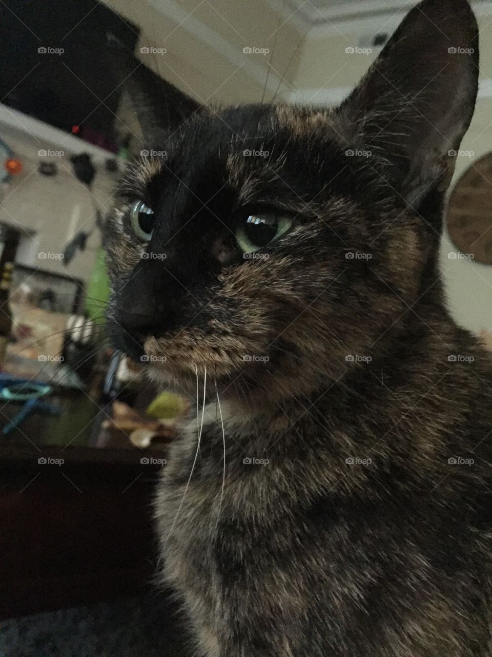 Serious cat face
