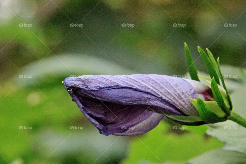 pink and white flower