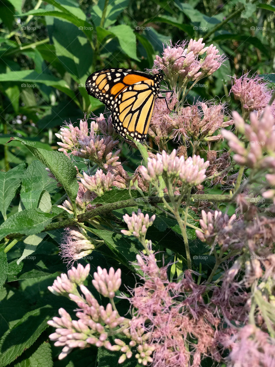 Trip to the butterfly preserve in Elkton, Oregon 