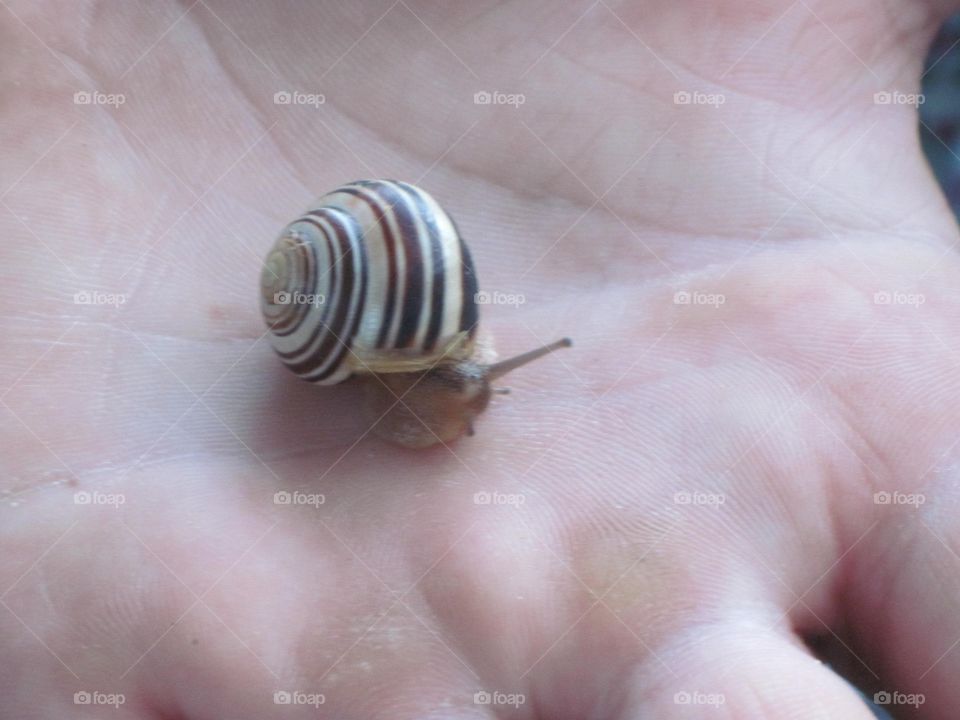 Snail in Hand, Now What?