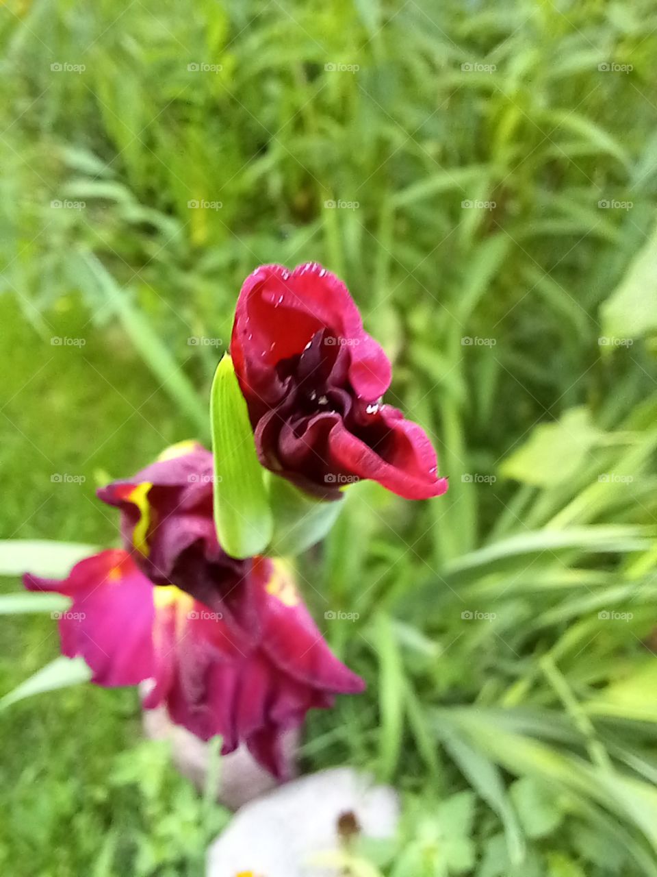 gladiolus