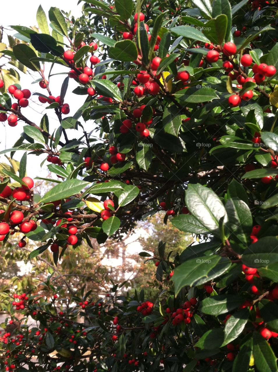 Leaf, No Person, Tree, Nature, Berry