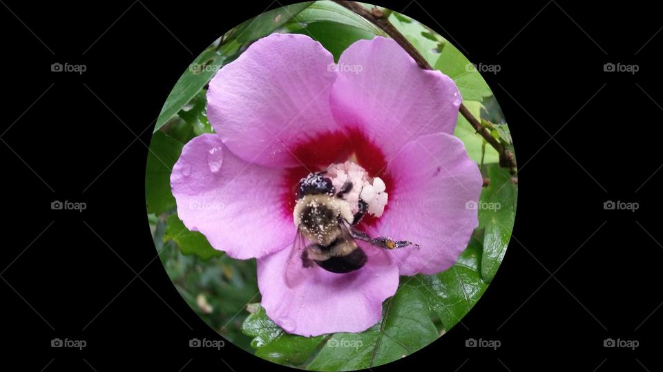 Bee in flower.