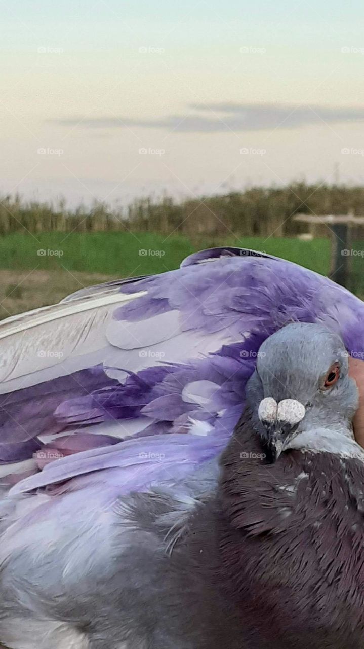 paloma de plumaje lavanda