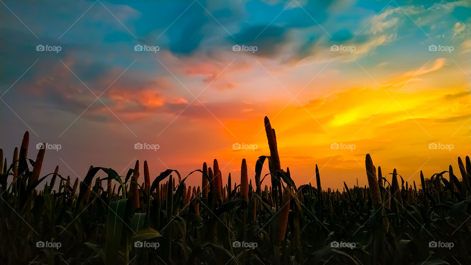 Close - Up of silhouette millet plants on field against sky during sunset