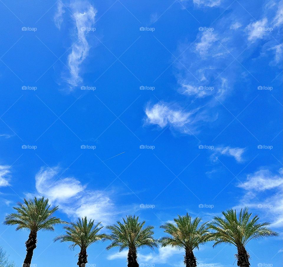 Palm tree tops