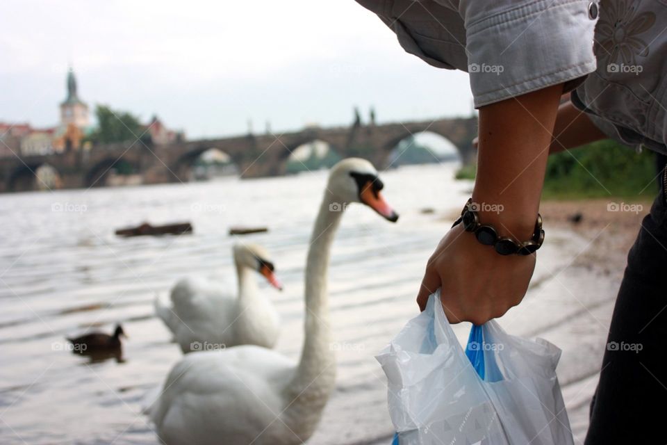 Water, People, Outdoors, Bird, Swan