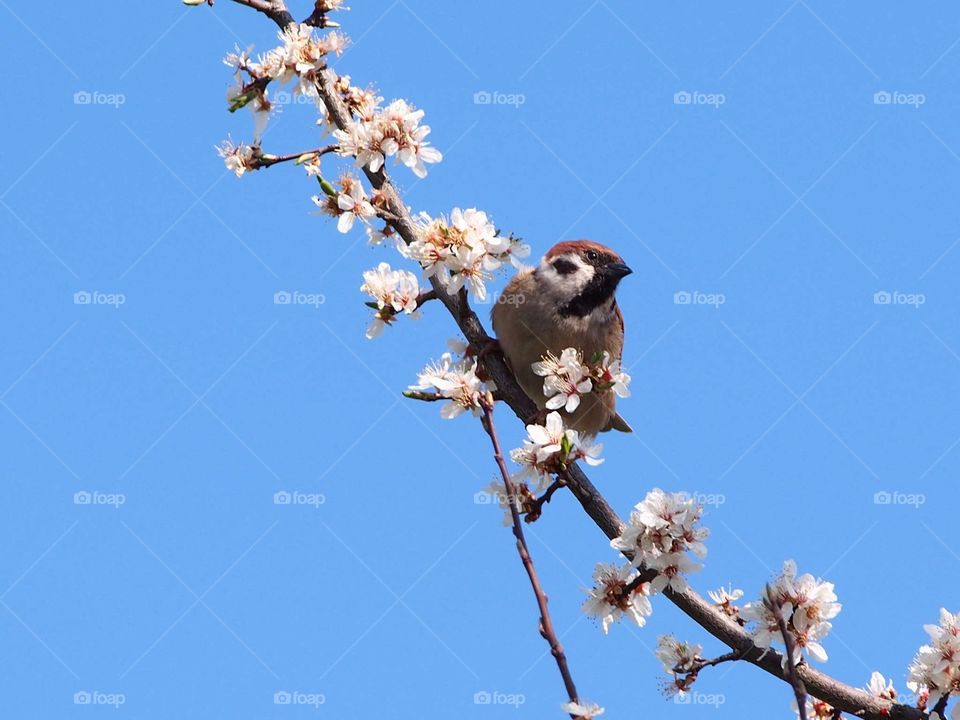 Sparrow