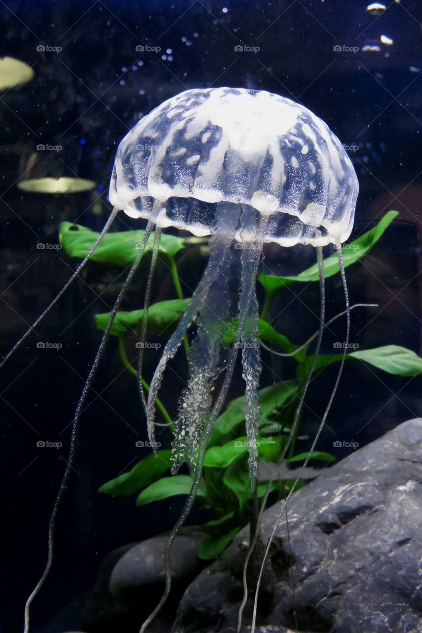 jellyfish