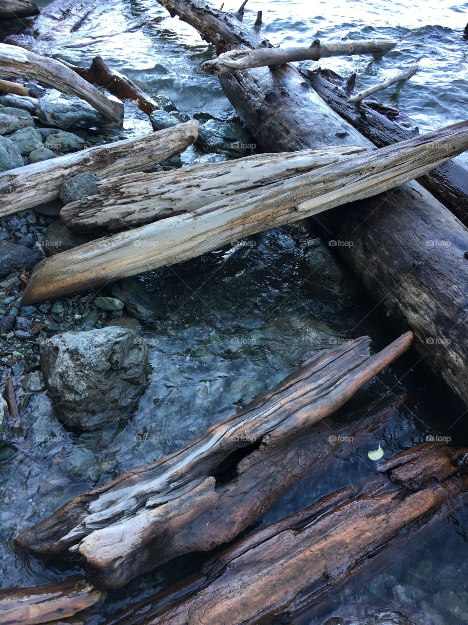 Logs washed ashore at Baker lake