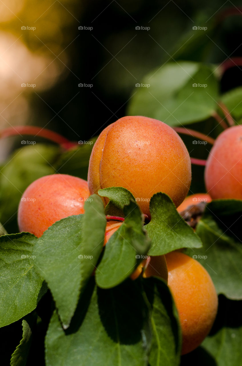 Apricots on the tree. Summer fruit. 