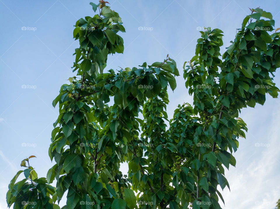 Cherry tree, branches against the blue sky and green berries. Evening before sunset.