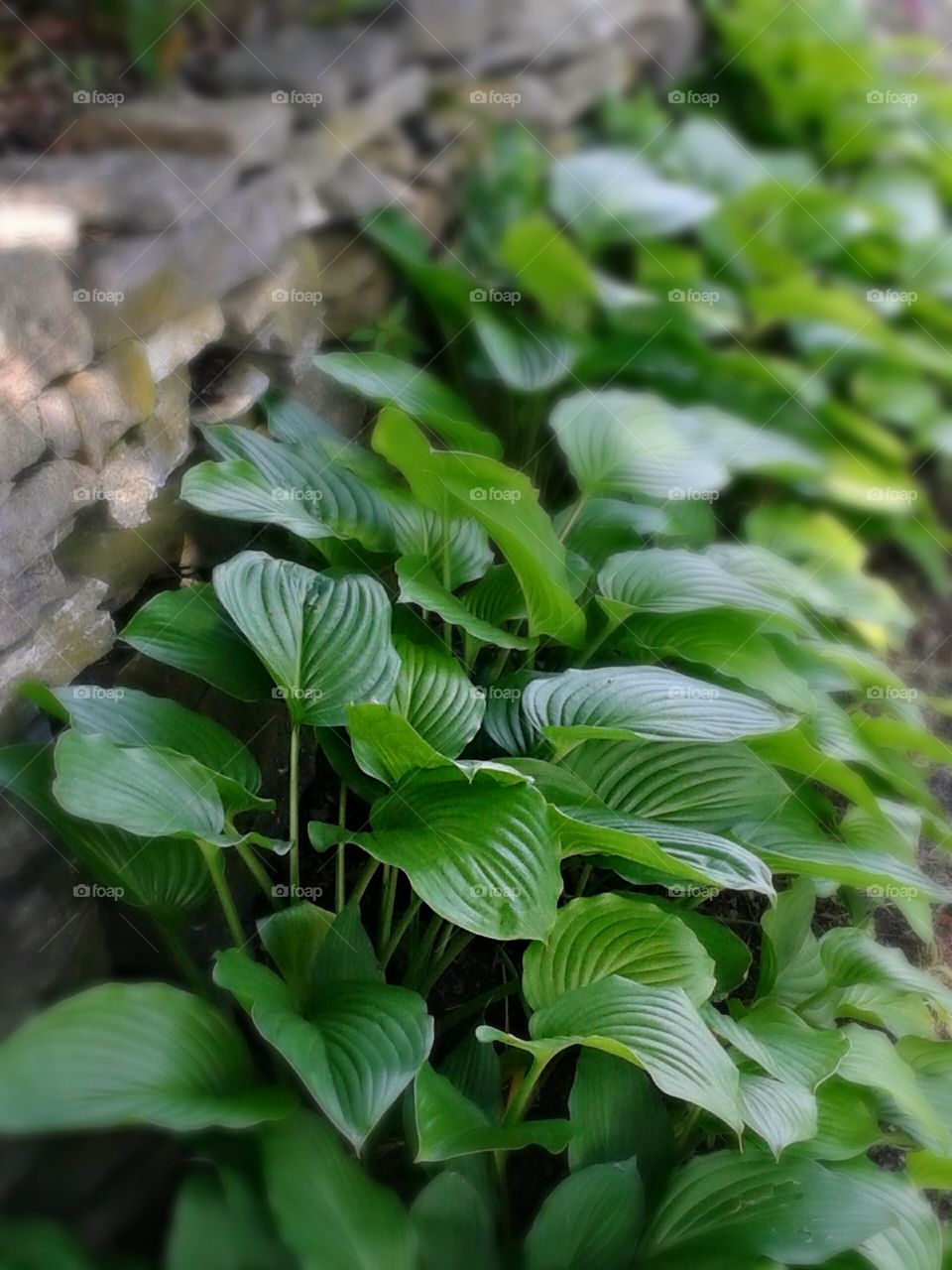 Greystone wall planted with aaaah..  The green of these Hostas creates a soothing and eye appealing picture.