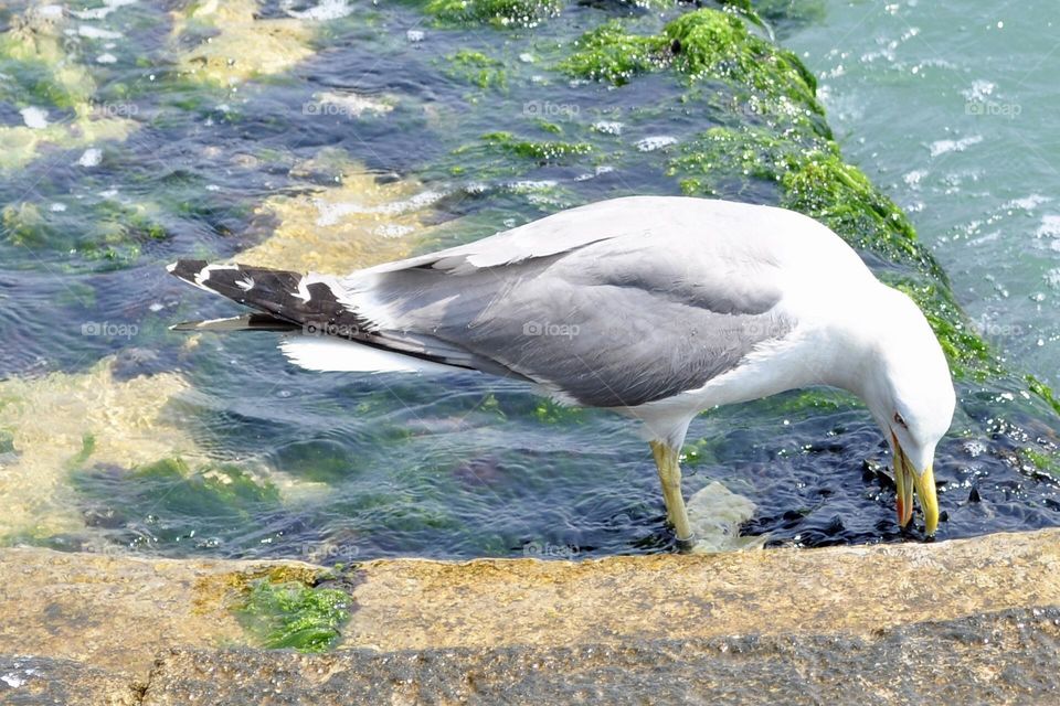 Seagull looking for food in the water of a canal in Venice 